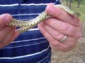 Wild Caught Colorado Bull Snake