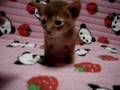 kitten red and fawn abysshinian