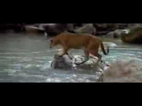 LIONESS CUB +