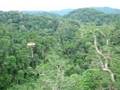 Gibbon Experience 3