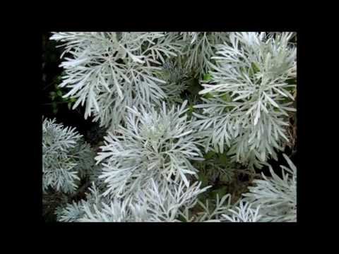 how to grow wormwood