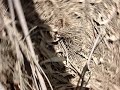 Raide Mort�gua