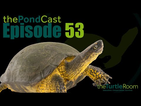 YouTube reptile video