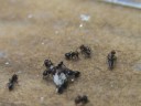 LA FORMICA EROE