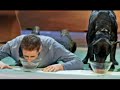 perro bioconcreto cinocéfalo cassaro