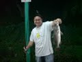Barramundi King