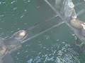 Sea Lions of Santa Cruz