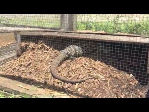 YouTube reptile video