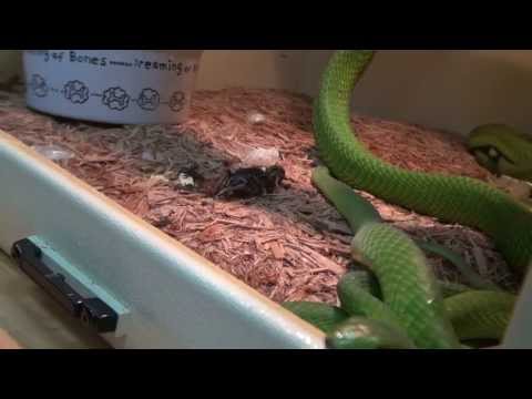 YouTube reptile video