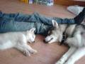 Our Huskies Keiva & Kai