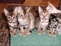 The Many Moods of Kitty Cats 2 The Many Moods of Kitty Cats 2
