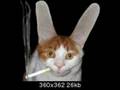 The Many Moods of Kitty Cats 2