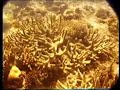 Lautoka Fiji Snorkel