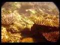 Lautoka Fiji Snorkel