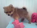 Click here to watch this video 山口県「ふれ愛どうぶつ村」ポメラニアン子犬