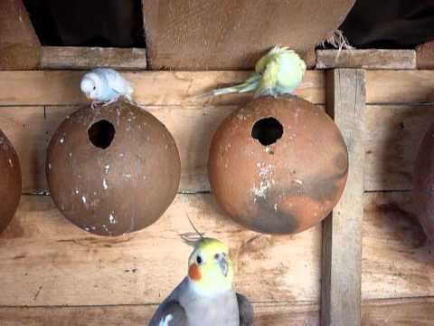 how to get more eggs from australian parrots