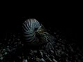 Nautilus swimming Nautilus swimming