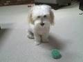 Coton