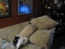 Japanese Chin Kobe vs. Kitty Japanese Chin Kobe vs. Kitty
