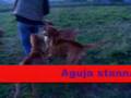videos de Polen_CaDeBou.WMV