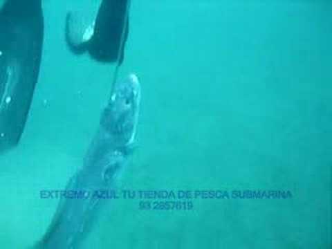 PESCA SUBMARINA CONGRIO