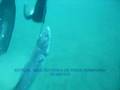 PESCA SUBMARINA CONGRIO