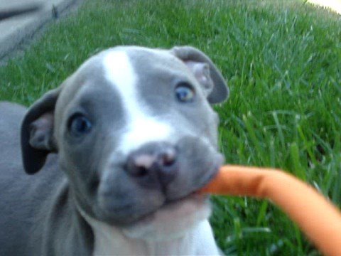 blue nose pitbull
