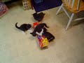 kitten box attack