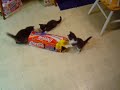 kitten box attack