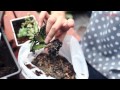 Muffin Garden