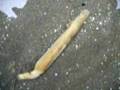 マテガイ razor clam