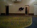 Wall Spime