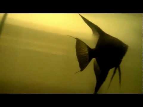 how to care for a zig zag eel