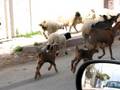 videos de Herding Sheeps, Goats and Lambs Through Zarza, Tunisia