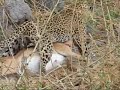 Leopard Attacks Impala Okavango Delta Botswana