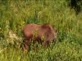 Moose and calf in the Tetons