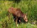 Moose and calf in the Tetons