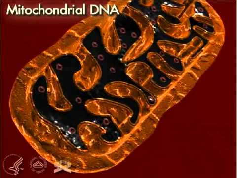 Mitochondrial DNA 3-D