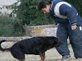 MY WORKING DOG \"TEXAS \" en RING- RCI- MONDIO - MY WORKING DOG \"TEXAS \" en RING- RCI- MONDIO -