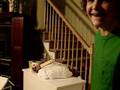 crazy cat scratches kid