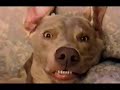 cute animals compilation part 2