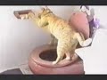 cute animals compilation part 2