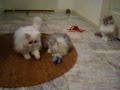 Purr-Erze Persian Kittens at Play =^,,^=