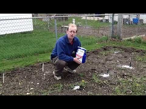 how to fertilize the lawn with epsom salt