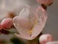 Moments of Happiness (Flowers of Japan)