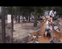 Miyajima deers - Cerbiatti Miyajima Miyajima deers - Cerbiatti Miyajima