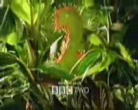 bbc2 - A Collection Of BBC 2 Idents From 1991 Through To 2001.