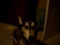 Chase sings the blues part 2 Chase sings the blues part 2