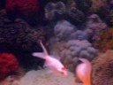 Este é meu novo e mais relaxante hobbie. Estou montando um lindo aquario. 