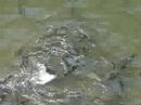 Trout in the Soque River, off Georgia 197